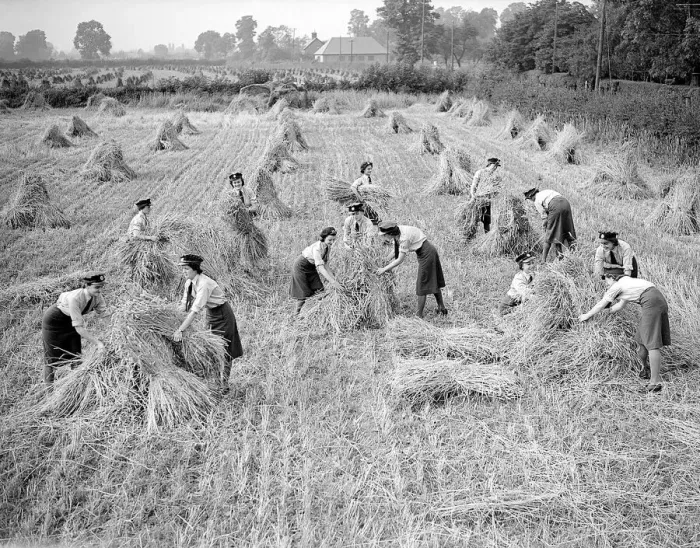 Framed Print : W. A. A. Fs Harvesting during WW2 - September 1941 Women doing mens jobs during
