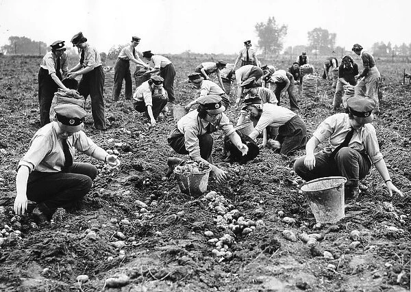 WaFs picking potatoes on a farm in the London area during WW2 1941