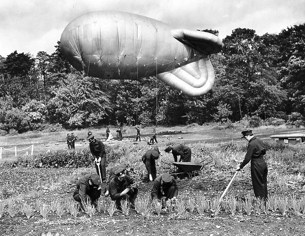 WaFs secure a barrage balloon while others work in a Vegetables garden during WW2 1942