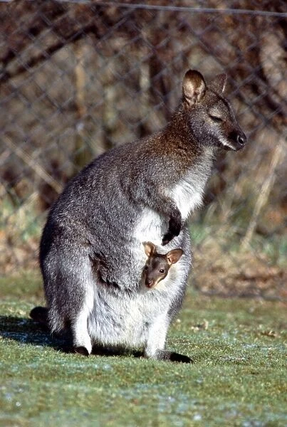 A Wallaby and her Baby at Calderpark Zoo in Glasgow February 1983
