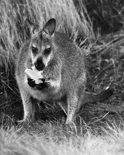 A Wallaby. nibbling on some food September 1976 P009547