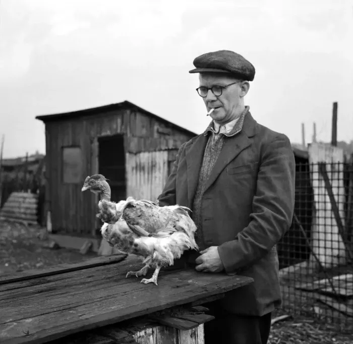 Framed Print : Walt Collins with Thelma one of the girls'assisting him to breed churkeys Framed Print : Walt Collins with Thelma one of the girls'assisting him to breed churkeys