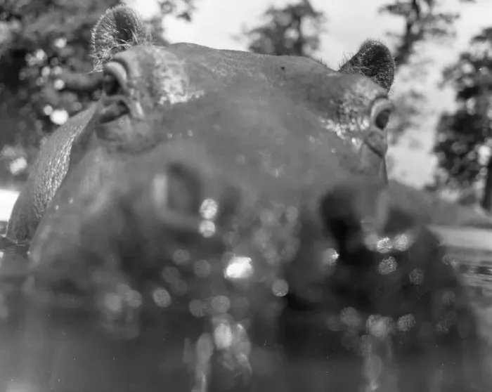 Framed Print : If you want to get ahead, get a hippo! Humphrey the hippo is known as a bad tempered Framed Print : If you want to get ahead, get a hippo! Humphrey the hippo is known as a bad tempered