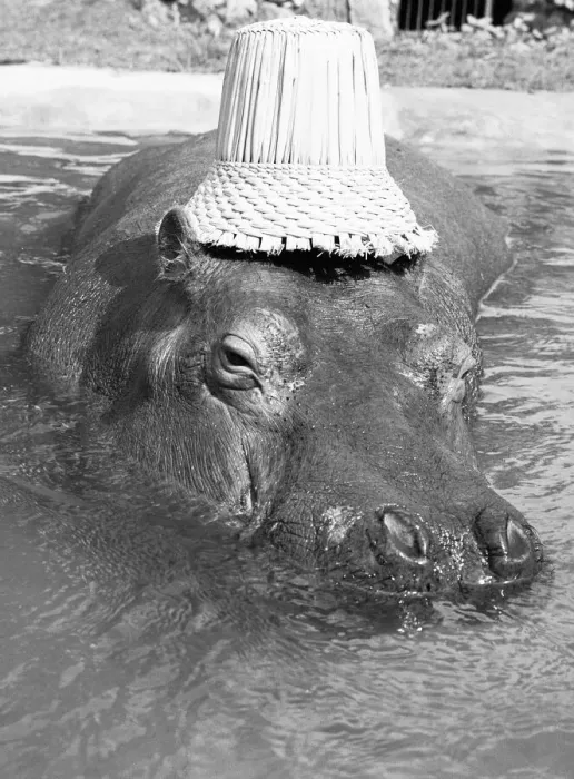 Framed Print : If you want to get ahead, get a hippo! Humphrey the hippo is known as a bad tempered Framed Print : If you want to get ahead, get a hippo! Humphrey the hippo is known as a bad tempered