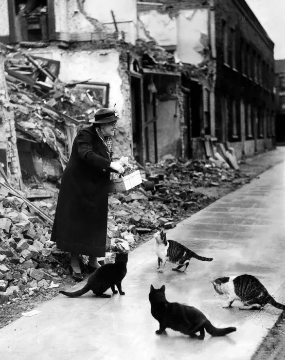 Framed Print : War Air raids Animals Cats October 1940 Mrs Caroline Roberts of Lindfield Street