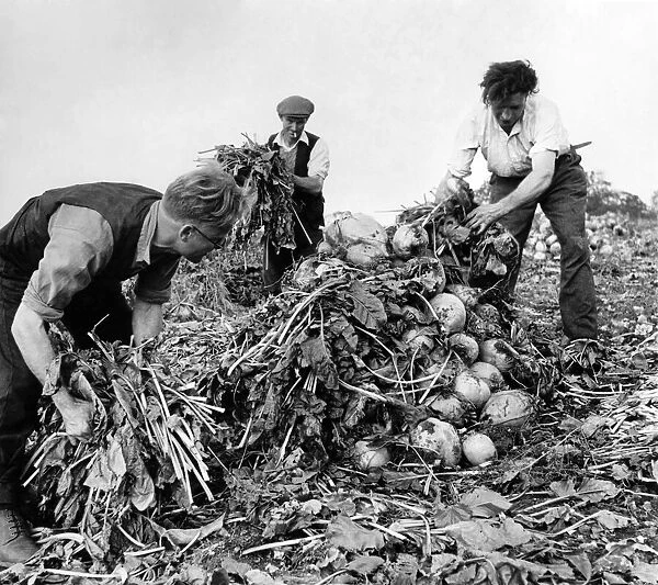 During the war most of the feed came off the land. Turnips