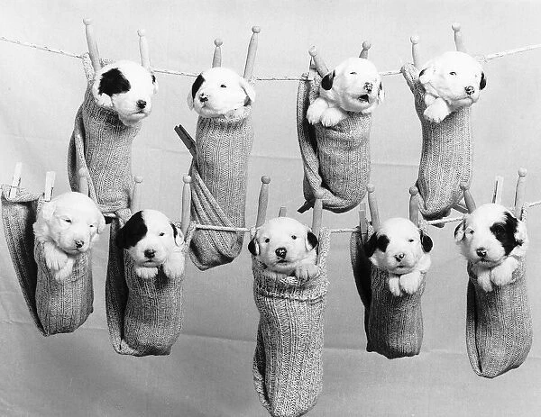 Washday for a litter of Old English Sheepdog puppies, hanging on a clothes line in socks