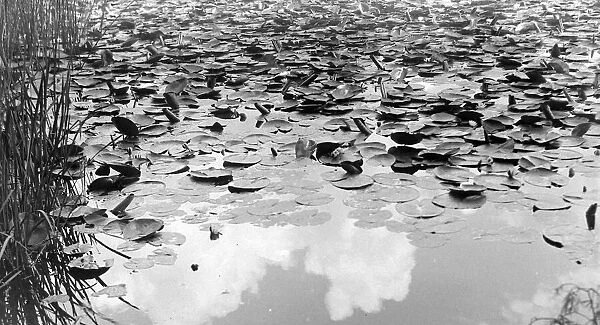 Water lillies near Battle in Sussex 1922 Alf 66
