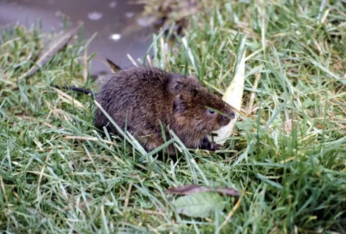Framed Print : A water vole at Severn Wildfow Trust in Slimbridge Glocuestershire October 1980 Framed Print : A water vole at Severn Wildfow Trust in Slimbridge Glocuestershire October 1980