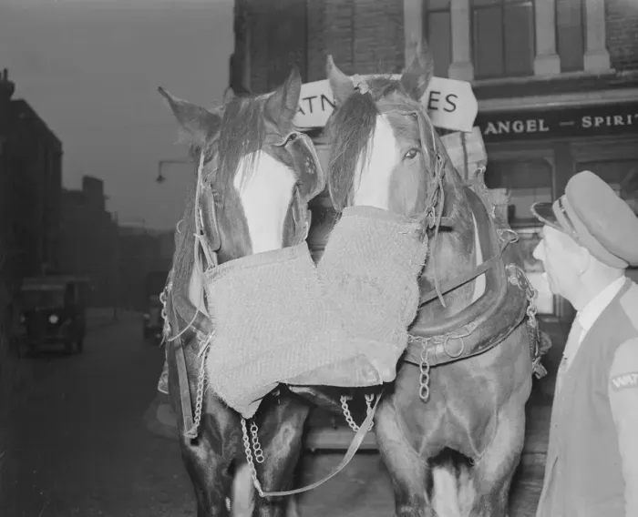 Framed Print : Watney Brewery heavy horses seen here taking a well earnt break whilst delivering beer Framed Print : Watney Brewery heavy horses seen here taking a well earnt break whilst delivering beer
