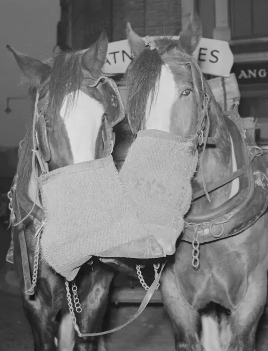Framed Print : Watney Brewery heavy horses seen here taking a well earnt break whilst delivering beer Framed Print : Watney Brewery heavy horses seen here taking a well earnt break whilst delivering beer