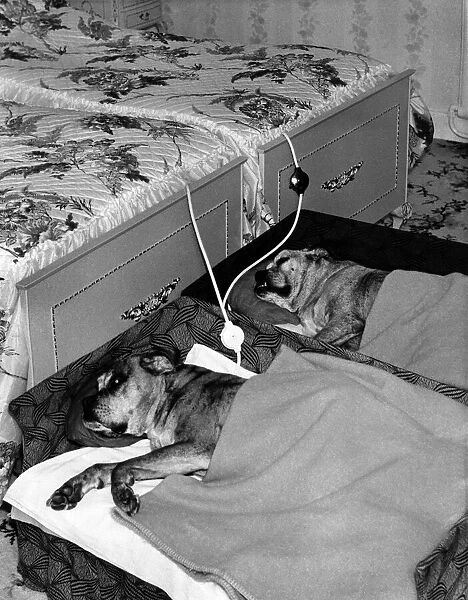 The Watsons boxer dogs in their beds with electric blankets