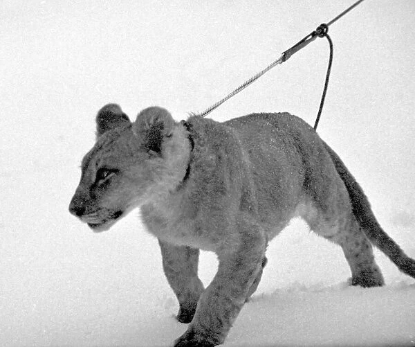 Weather - Snow - Animals - Lions Lion Cub in the snow