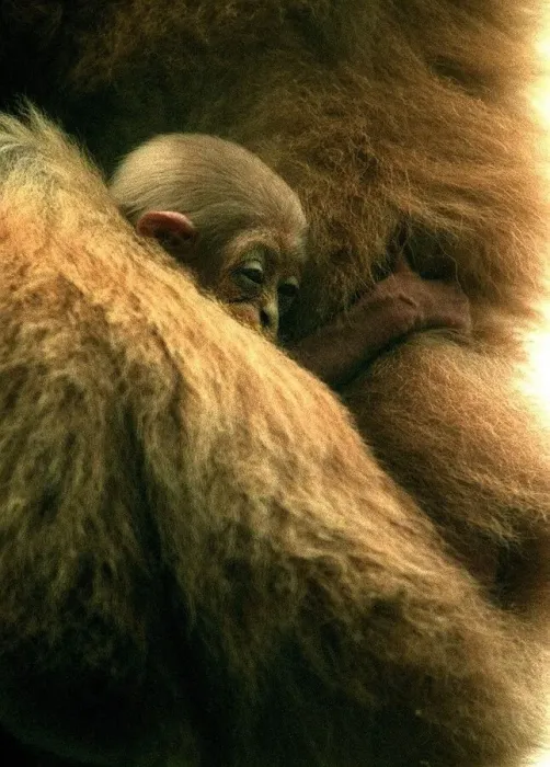 Framed Print : Three week old baby Gibbon called Lar seen here at Drayton Manor Zoo Framed Print : Three week old baby Gibbon called Lar seen here at Drayton Manor Zoo