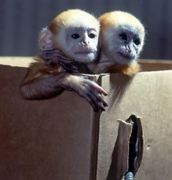 Framed Print : Three week old baby Langur monkeys Peter and Pop which are being hand-reared at Twycross Framed Print : Three week old baby Langur monkeys Peter and Pop which are being hand-reared at Twycross