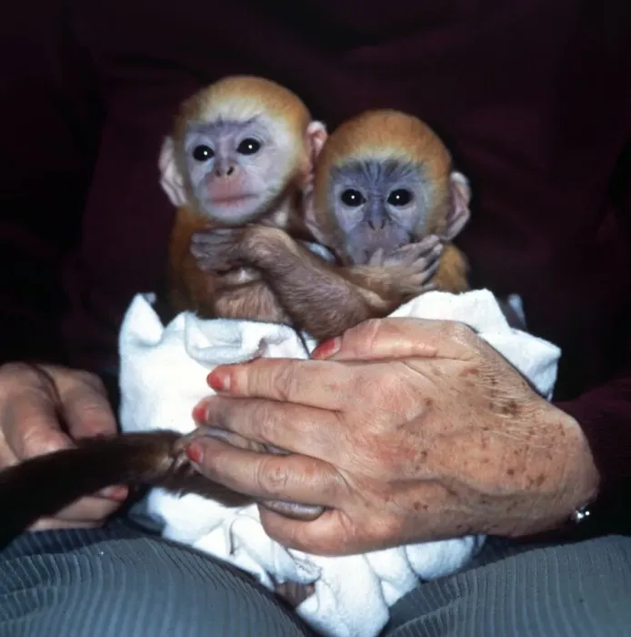 Framed Print : Three week old baby Langur monkeys Peter and Pop which are being hand-reared at Twycross