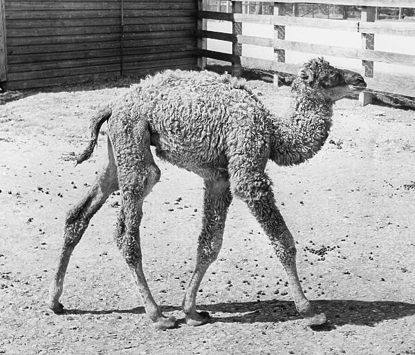 A week old camel with its mother at Lambton Pleasure Park