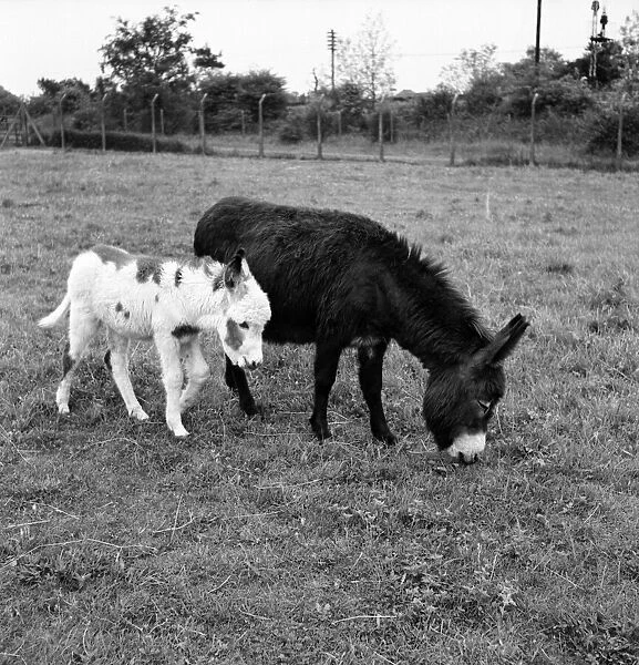 Four week old donkey foal seen here with mother. 1961 C49A-005