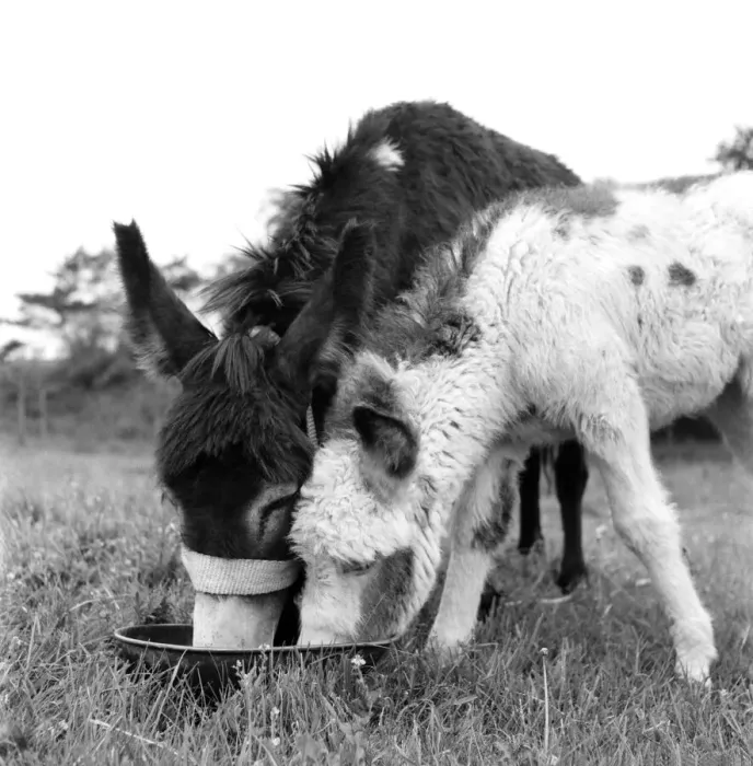 Framed Print : Four week old donkey foal seen here with mother. 1961 C49A-006
