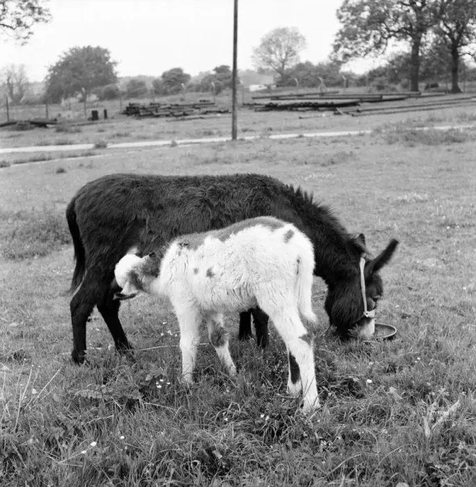 Framed Print : Four week old donkey foal seen here with mother. 1961 C49A-007 Framed Print : Four week old donkey foal seen here with mother. 1961 C49A-007