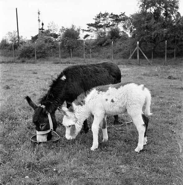 Four week old donkey foal seen here with mother. 1961 C49A-009