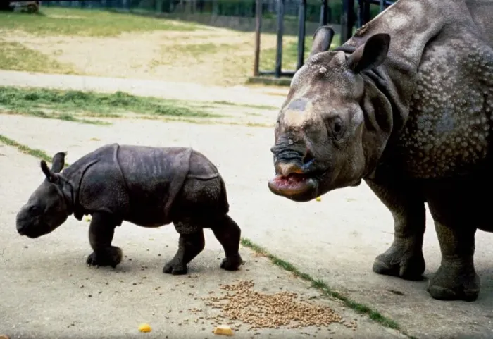 Framed Print : Three week old Indian rhinoceros named Ropen with his mother Roopa at Whipsnade Zoo
