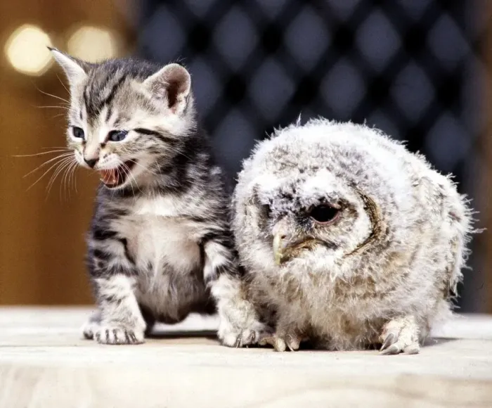 Framed Print : Four week old kitten with a baby tawny owl at Surrey Bird Rescue Centre at Chertsey June Framed Print : Four week old kitten with a baby tawny owl at Surrey Bird Rescue Centre at Chertsey June