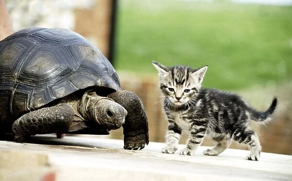 Four week old kitten with Lightning the ten year old tortoise at their owners home in