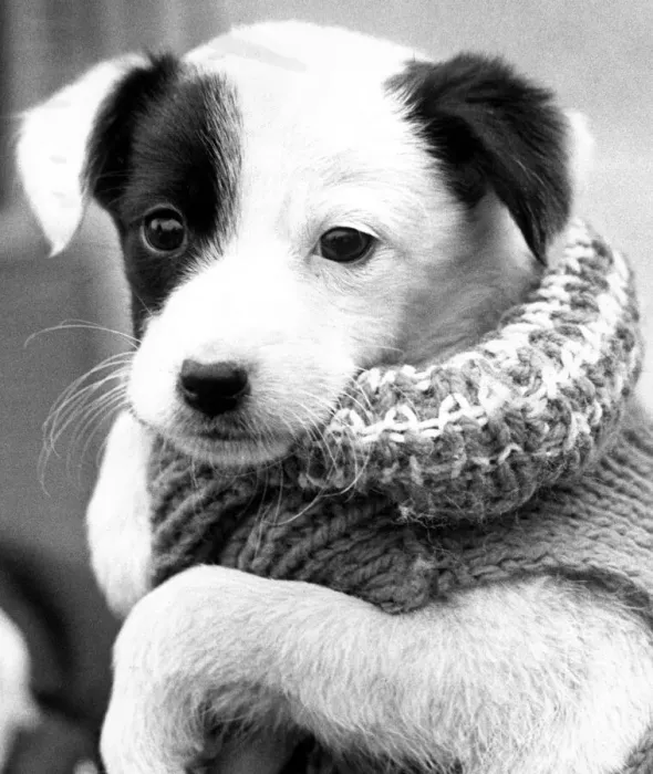 Framed Print : A six week old puppy, living at the Honiley National Canine Defence League kennels Framed Print : A six week old puppy, living at the Honiley National Canine Defence League kennels