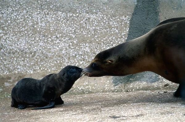 A one Week old sea lion with parent Pru at a Zoo in Wales June 1979