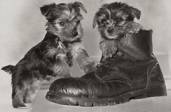 Two six week old Yorkshire terrier puppies playing in a pair of old boots May 1979