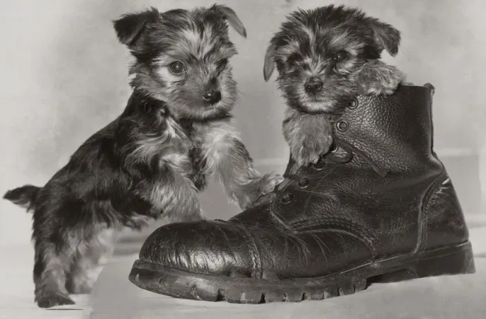 Framed Print : Two six week old Yorkshire terrier puppies playing in a pair of old boots May 1979 Framed Print : Two six week old Yorkshire terrier puppies playing in a pair of old boots May 1979