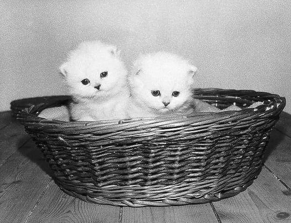 Three weeks old male Balthazar Chinchilla Persian kittens pictured at the home of their