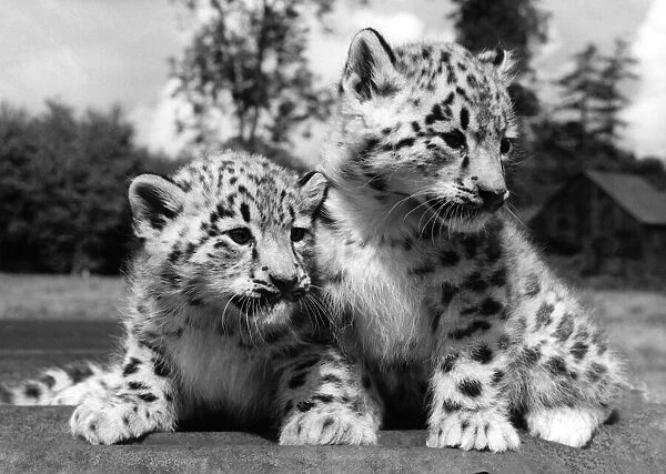 Eight weeks old Siberean Snow Leopard cubs Boris and Nina at Whipsnade Zoo