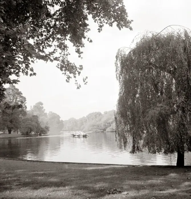 Framed Print : Weeping willow tree standing by the water Lake Trees Scenic landscape
