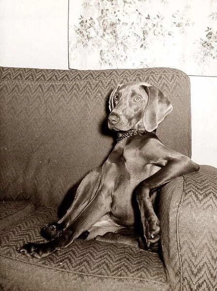 Weimaraner Dog, Cleo - December 1968 sitting in an armchair