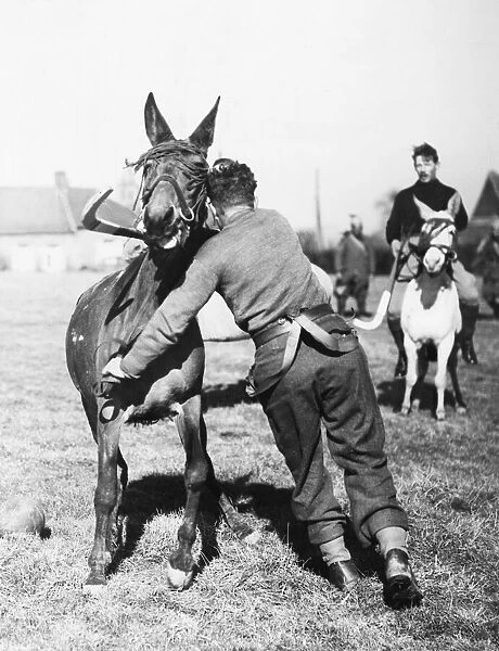 The Welch Fusiliers with the B. E. F. play polo with mules and ponies