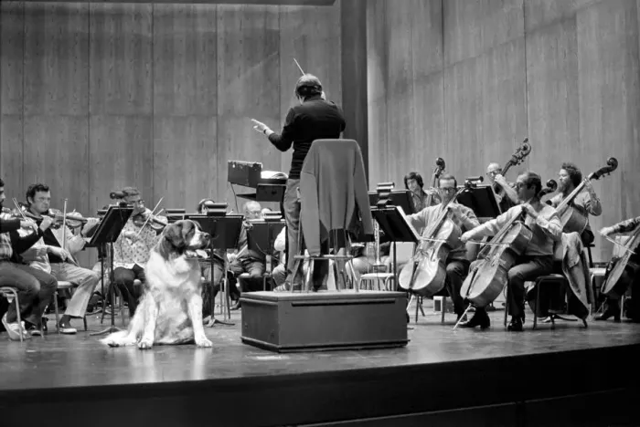 Framed Print : Wellington the St. Bernard was soloist on Saturday Evening with the Los Angeles Framed Print : Wellington the St. Bernard was soloist on Saturday Evening with the Los Angeles