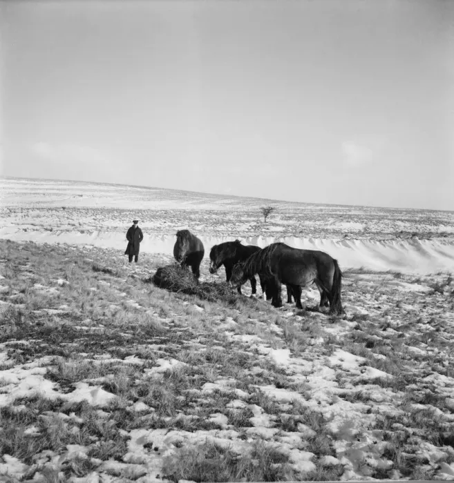 Framed Print : Welsh Ponies grazing in the fields after a heavy snowfall. December 1952 C6064-006