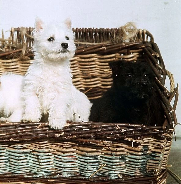 West Highland White and Scottish Terrier pups - February 1967