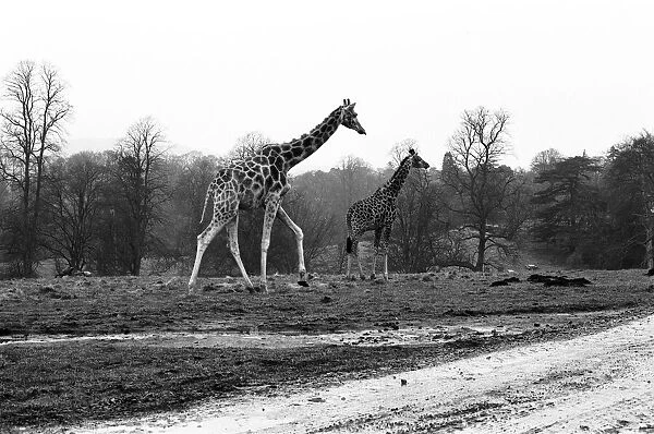 West Midland Safari and Leisure Park, located in Bewdley, Worcestershire, England