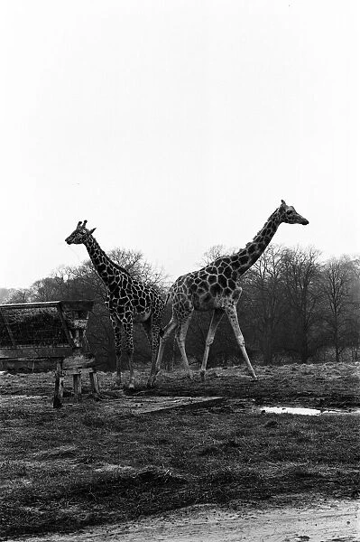 West Midland Safari and Leisure Park, located in Bewdley, Worcestershire, England