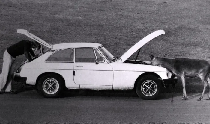 Framed Print : West Midlands Safari Park visitor was given a hand fixing his car by a Deer after braking