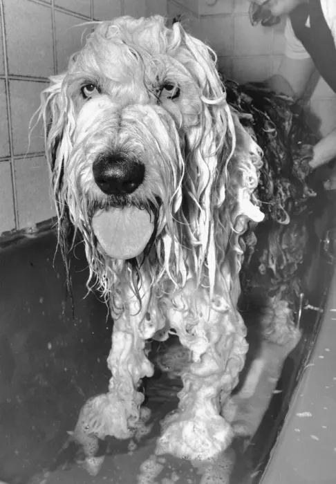 Framed Print : Wet Dog having Bath June 1984 Framed Print : Wet Dog having Bath June 1984