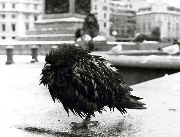 Wet Pigeon in Trafalger Square. December 14th 1981. 81  /  6857  /  18a P044380
