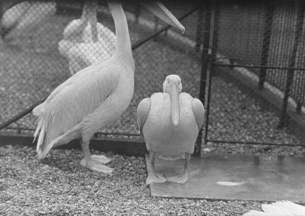 wet weather scenes at London Zoo Percy the pelican DM 15  /  3  /  1951 Staff