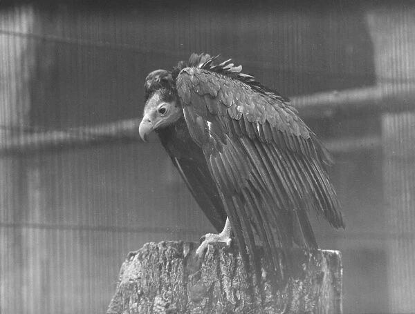 wet weather scenes at London Zoo Vulture DM 15  /  3  /  1951 Staff Photo F W