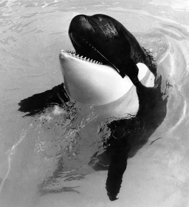 Framed Print : Whale: Waiting Killer Whale: May 1985 P006481 Framed Print : Whale: Waiting Killer Whale: May 1985 P006481