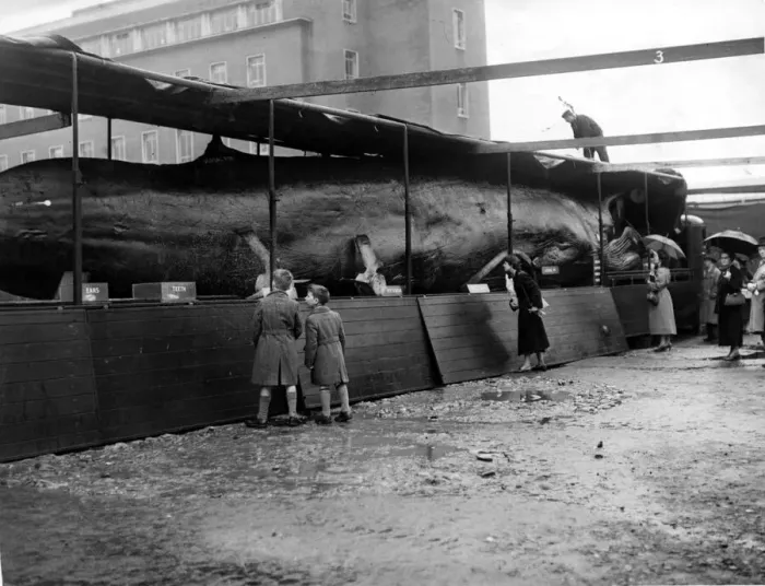 Framed Print : Whales - Despite the rain, spectators made their way to Wood Street, Cardiff today Framed Print : Whales - Despite the rain, spectators made their way to Wood Street, Cardiff today