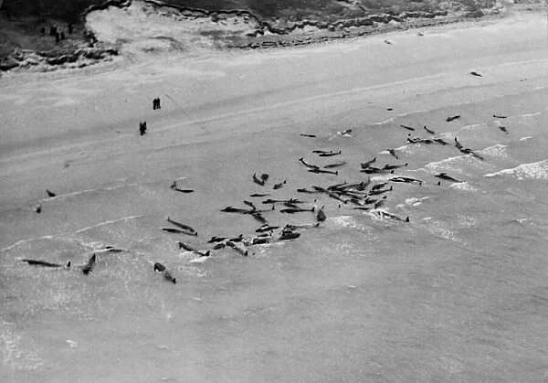 Whales stranded in shallow water at Stronsay Island, Orkney. 1950 023808  /  2